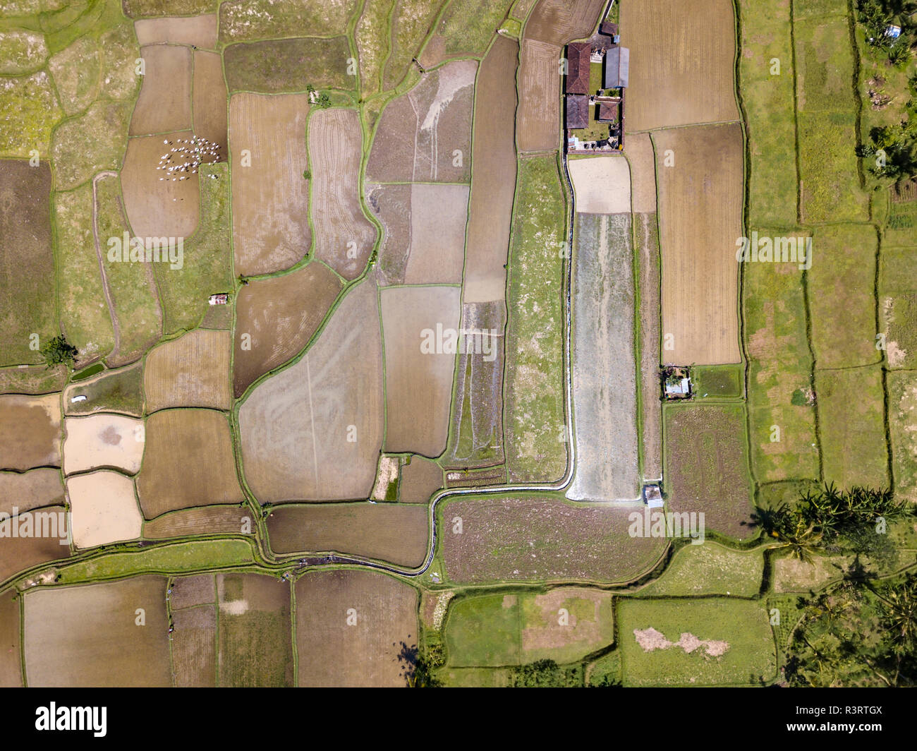 Indonesia, Bali, Ubud, Aerial view of rice fields Stock Photo - Alamy
