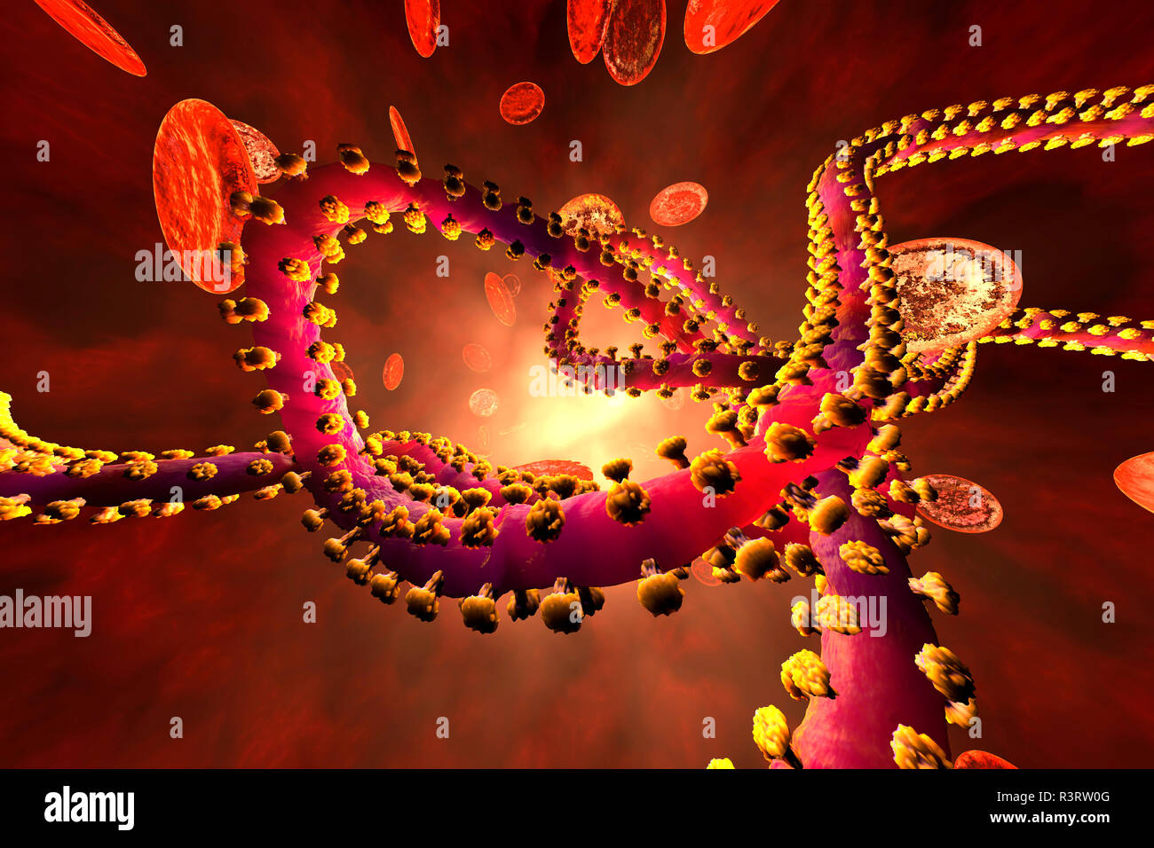 3D rendered illustration of an Ebola virus in the blood stream surrounded by erythrocyte cells Stock Photo