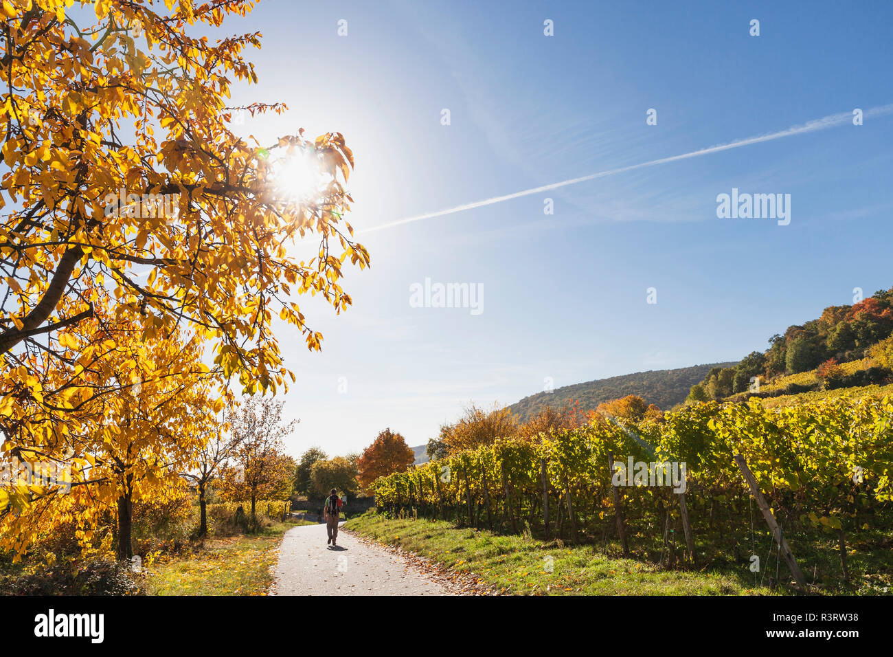 Germany, Rhineland Palatinate, Pfalz, hiker on wine-route-hiking-trail, vineyards and cherry trees in autumn colours Stock Photo