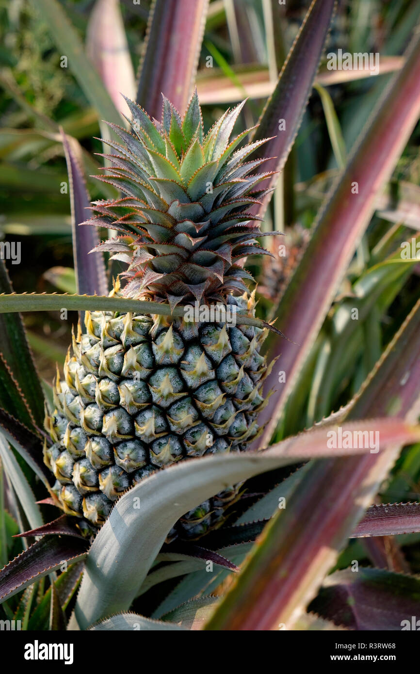 Thailand, ananas, plantation Stock Photo