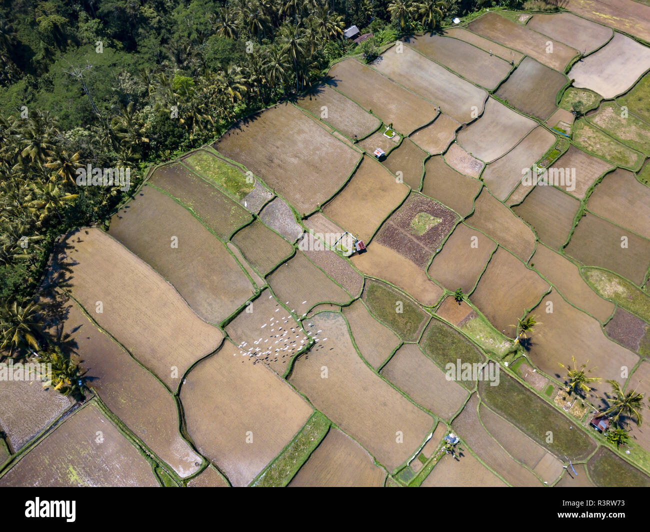 Indonesia, Bali, Ubud, Aerial view of rice fields Stock Photo