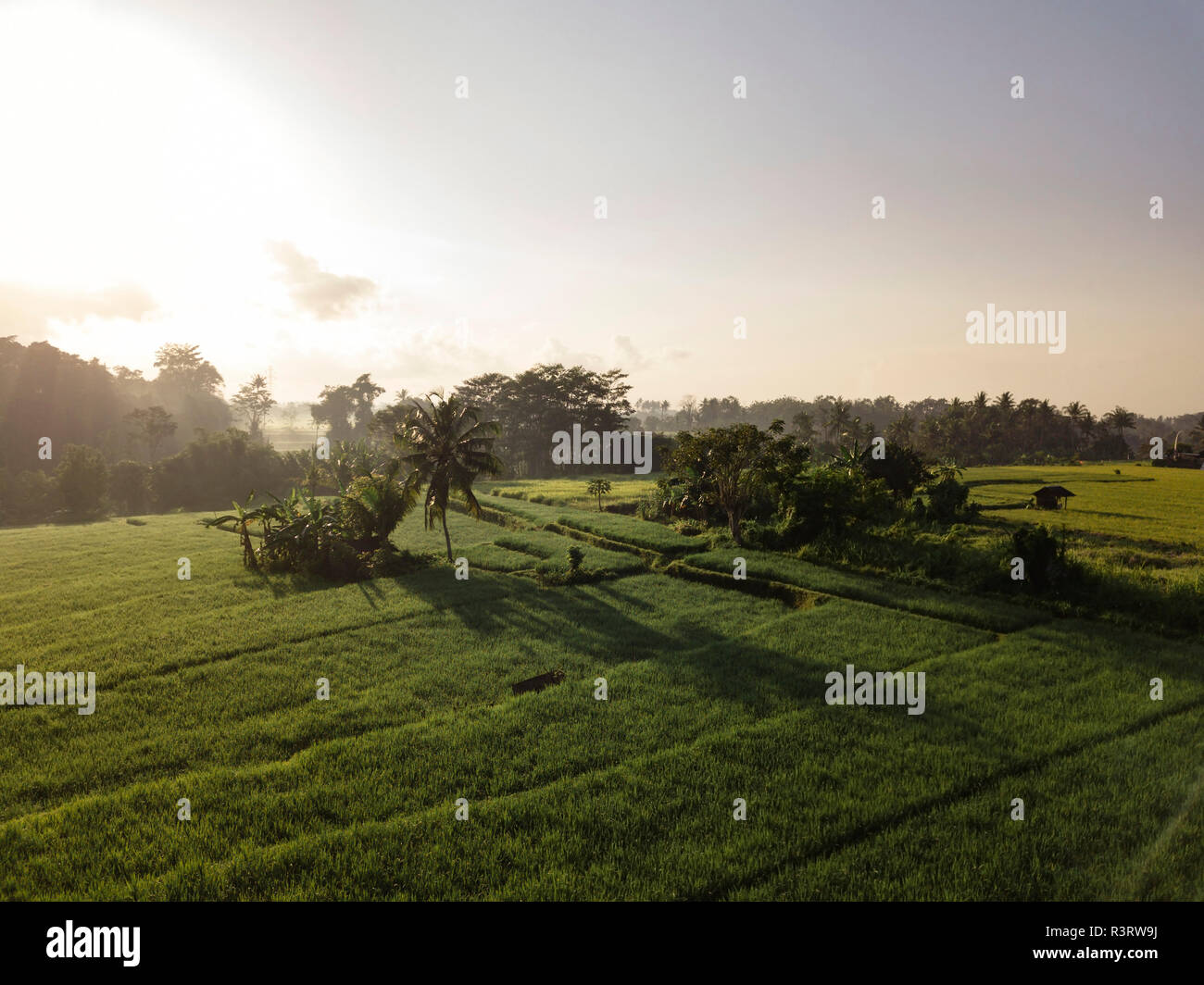 Indonesia, Bali, Ubud, Aerial view of rice fields Stock Photo