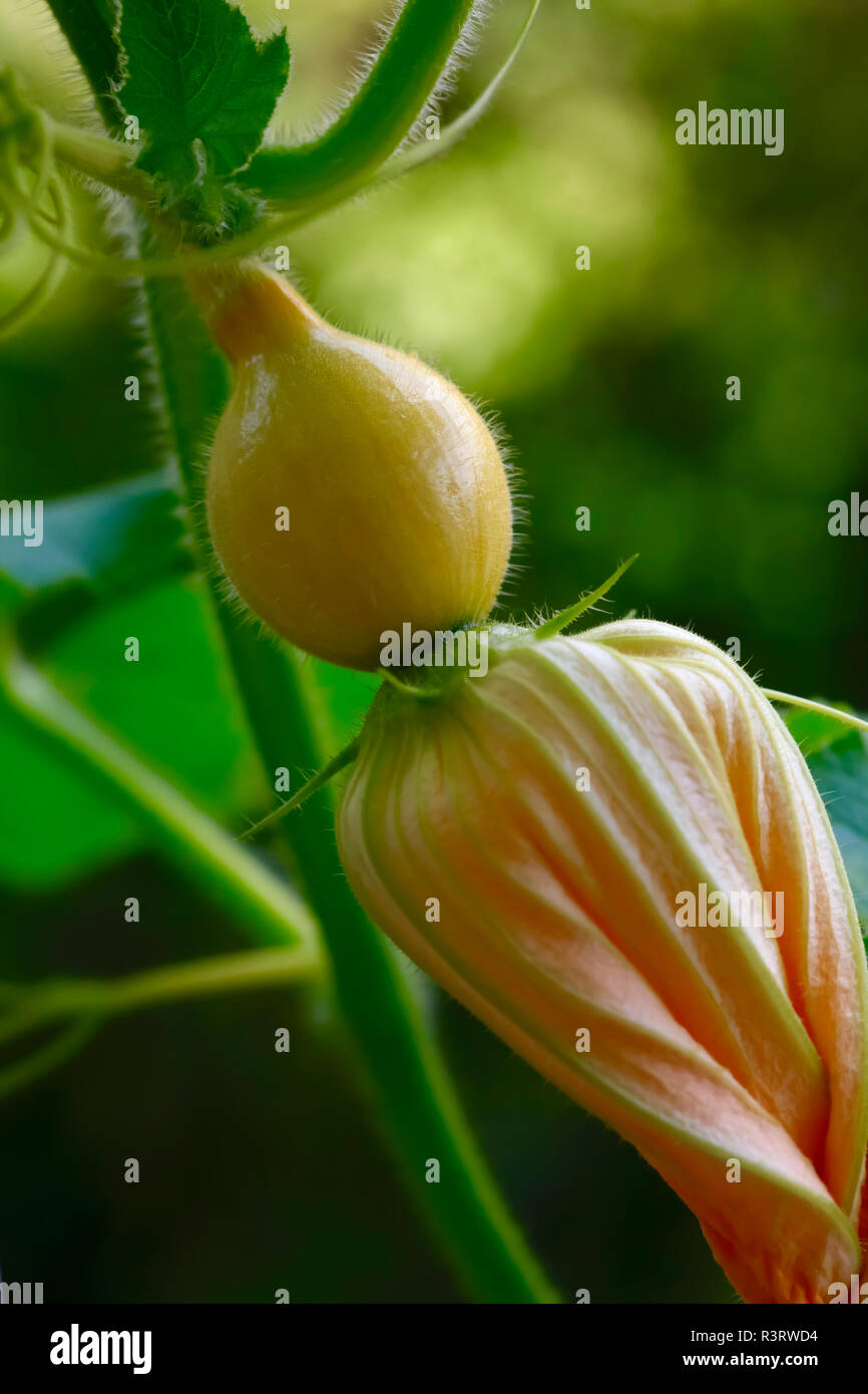 Edible Hokkaido pumpkin flower Stock Photo Alamy