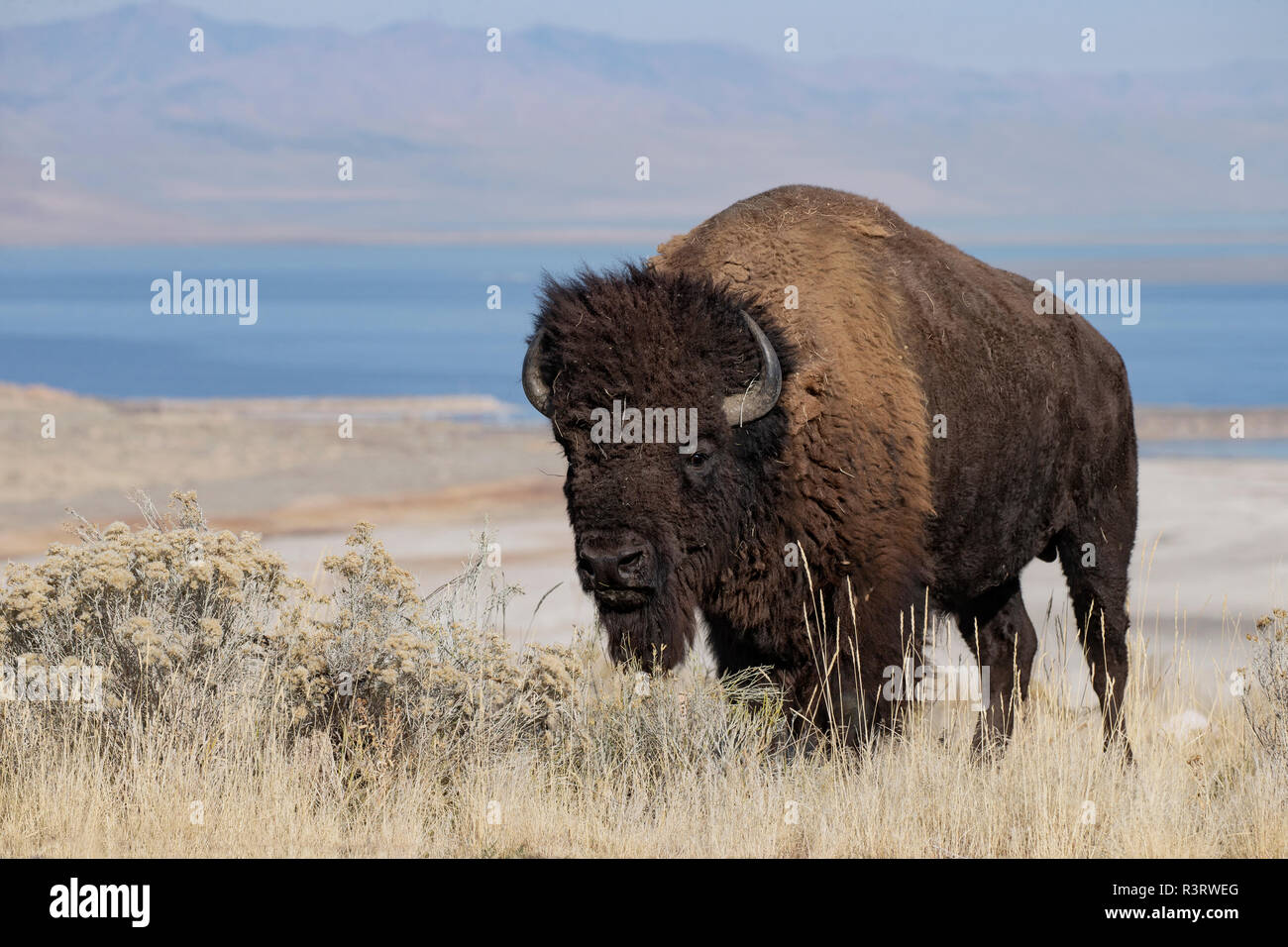 American Bison, bull, Antelope Island, Utah Stock Photo