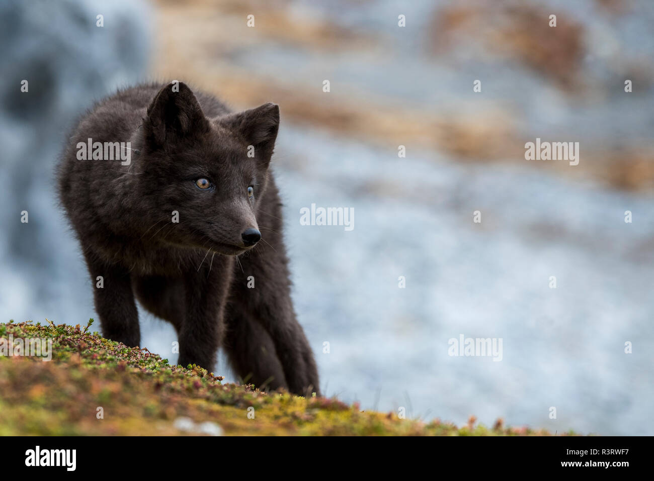 Norway, Svalbard, Spitsbergen. Hornsund, Gnalodden, arctic fox (Vulpes lagapus) with darker 'blue morph' coloring. Stock Photo