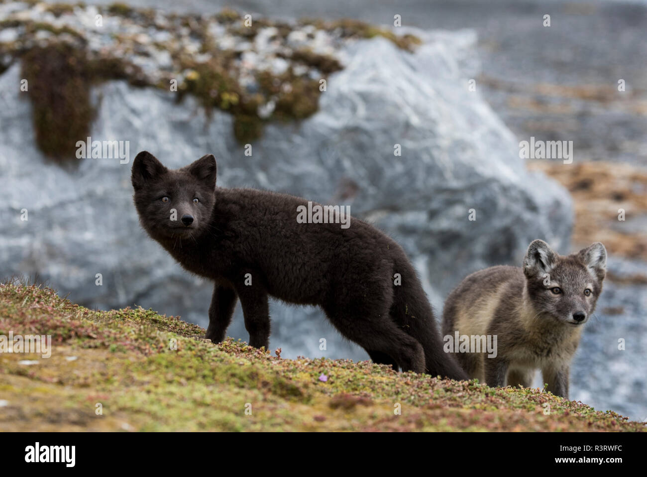Norway, Svalbard, Spitsbergen. Hornsund, Gnalodden, arctic fox kits (Vulpes lagapus) in summer coat with darker 'blue morph' fox. Stock Photo