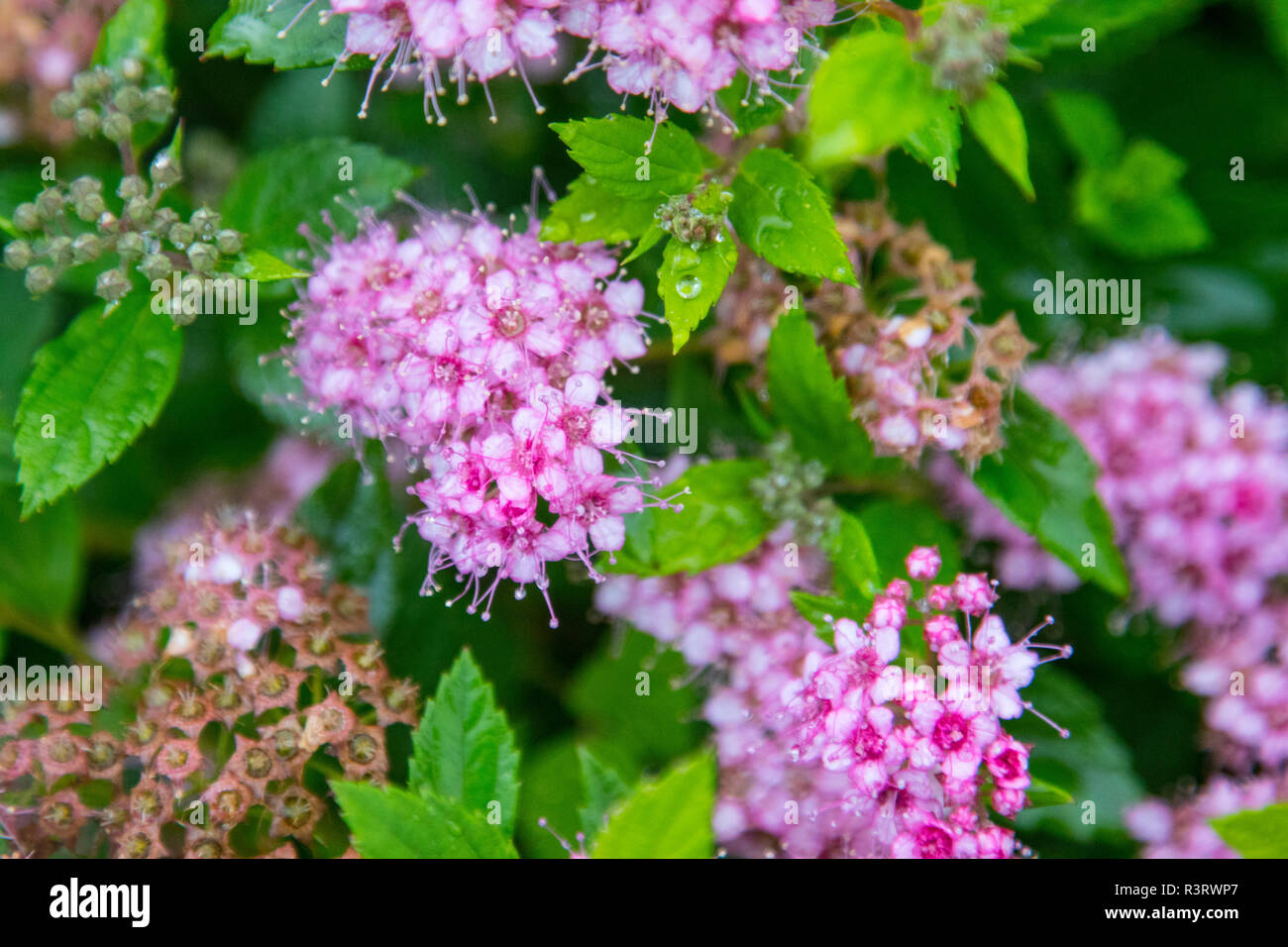 Flowering plant found in Hordaland province, in the town of Bergen. Stock Photo