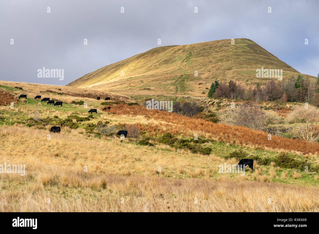 Cows grazing in the mountainous landscape around the Torpantau Ridge in the Brecon Beacons National Park during autumn, Powys, Wales, UK Stock Photo