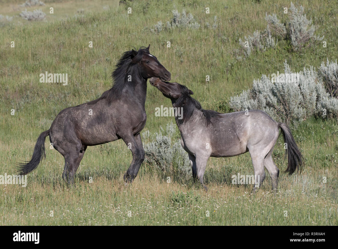 Feral (Wild) Horses, Stallions fighting, Theodore Roosevelt National Park Stock Photo