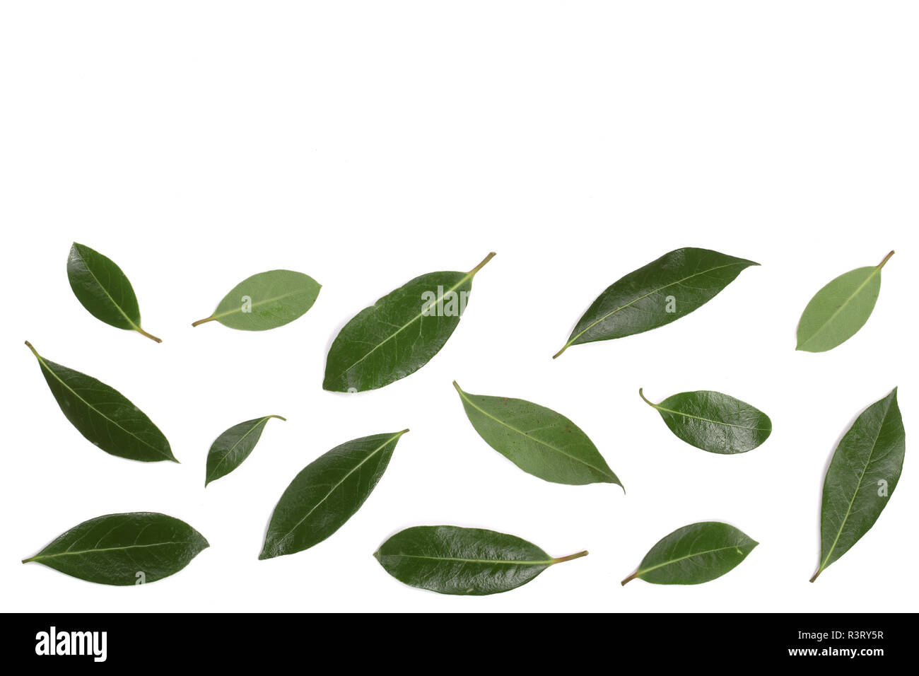 laurel isolated on white background with copy space for your text. Fresh bay leaves. Top view. Flat lay pattern Stock Photo