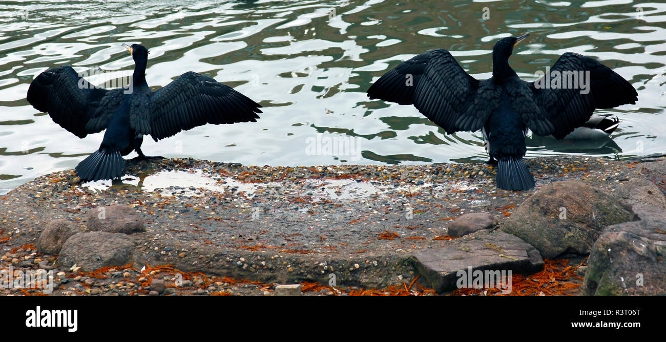 Black birds drying their feathes by the riverside Stock Photo - Alamy