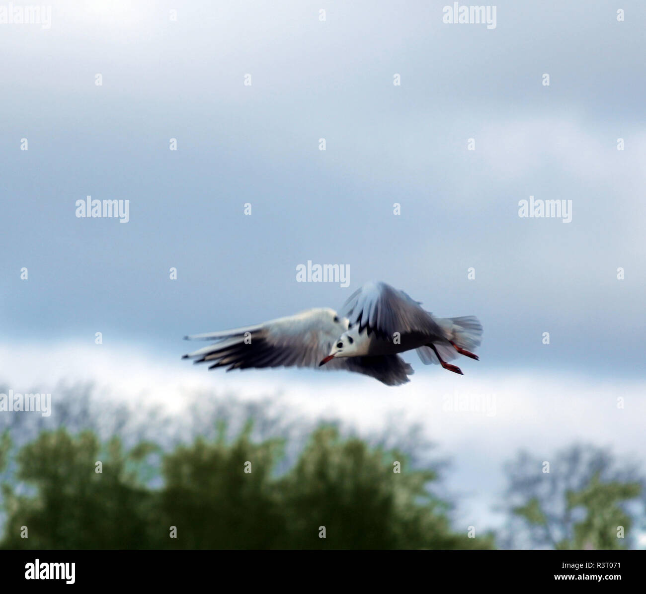 Flying seagull over trees Stock Photo