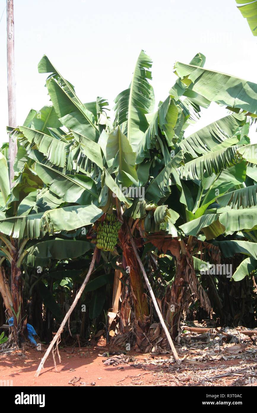 banana plantation Stock Photo