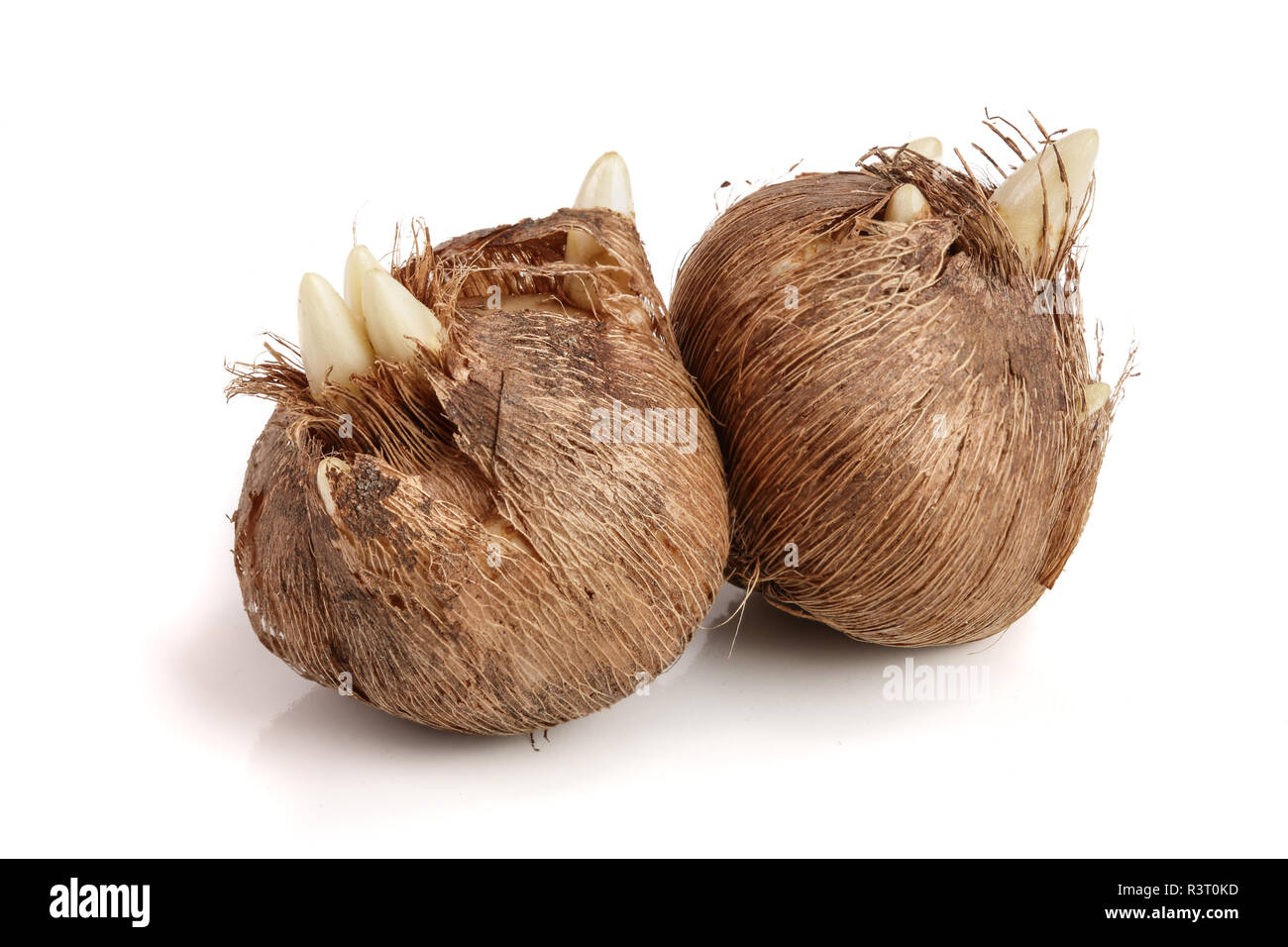 crocus bulb isolated on white background macro Stock Photo Alamy