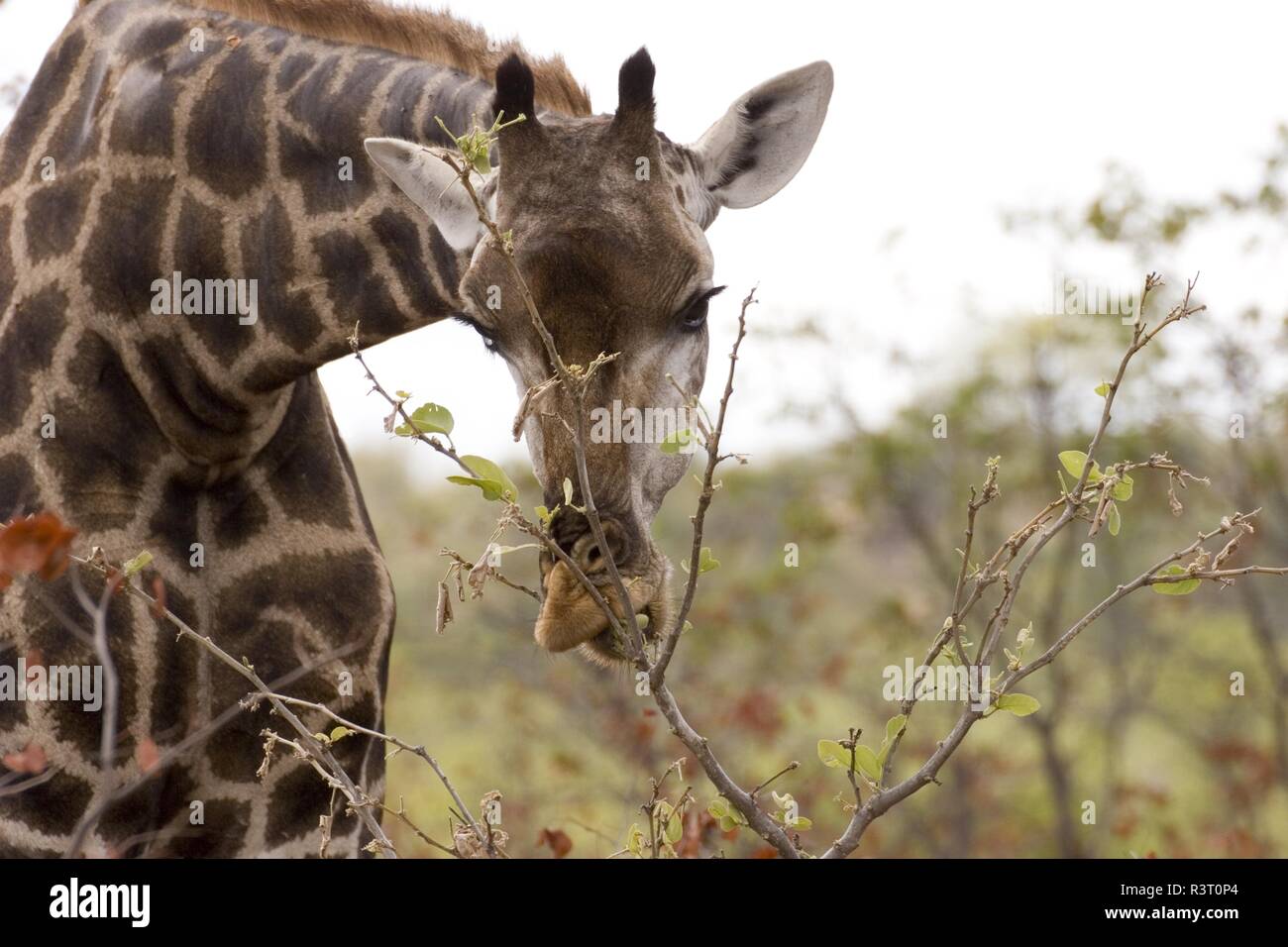 giraffe in the Kruger national Park, South Africa Stock Photo