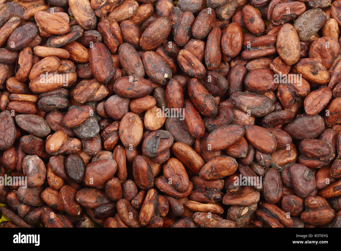 unpeeled cocoa bean as a background top view Stock Photo