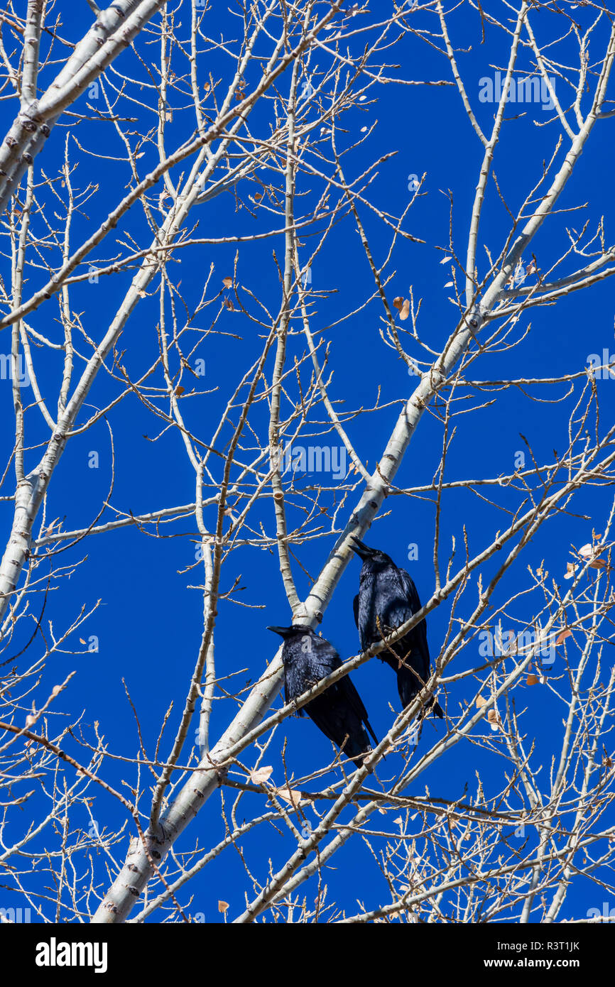 Two Western American crows (Corvus brachyrhynchos hesperis) sitting in Cottonwood tree on sunny day, Castle Rock Colorado US. Photo taken in November. Stock Photo