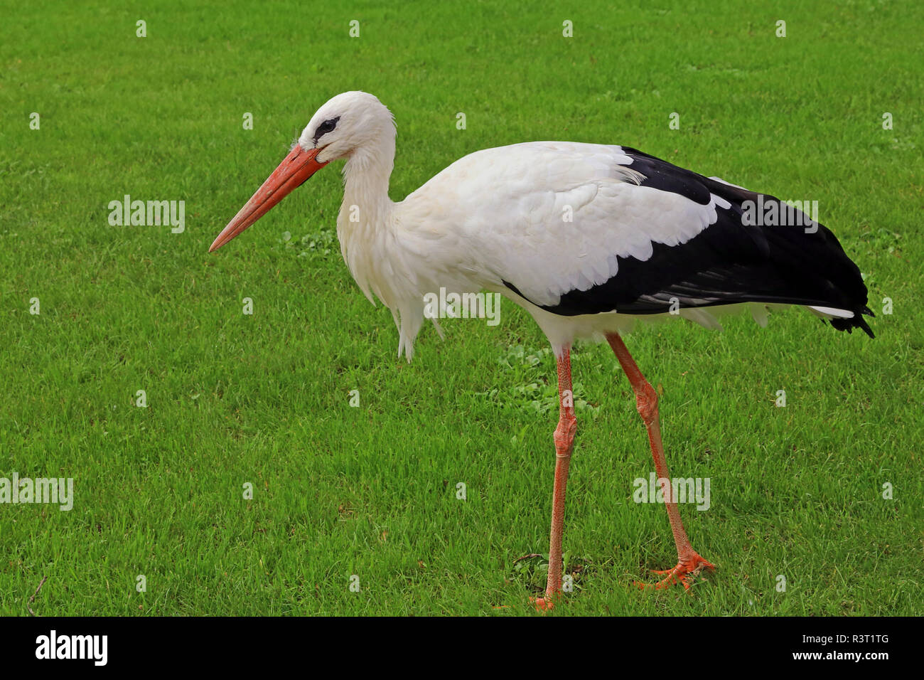white stork on meadow Stock Photo