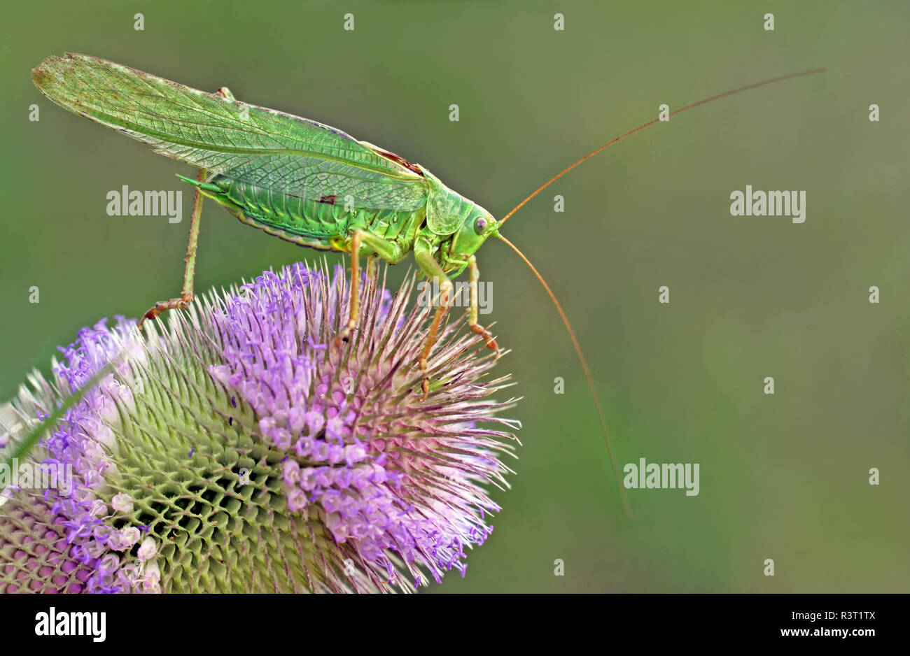 macro shot of grasshopper tettigonia viridissima Stock Photo
