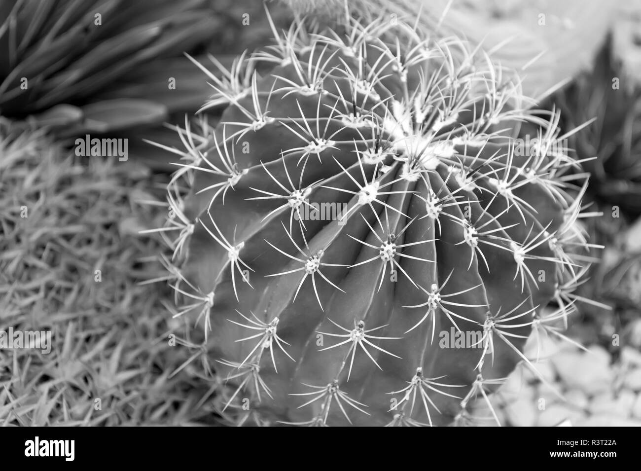 cactus flower of big round green plant with spiky thorns as natural background Stock Photo