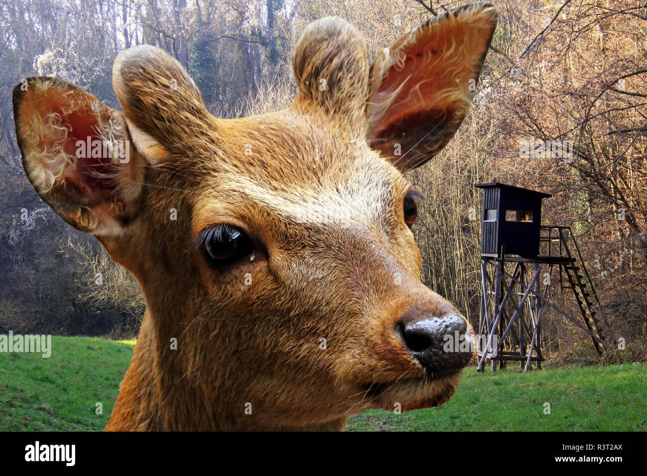 young sika deer in front of perch Stock Photo