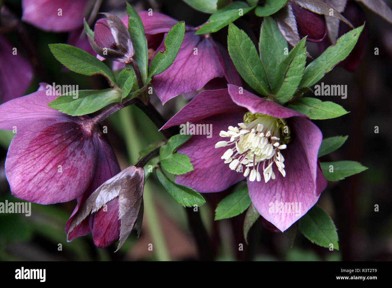 oriental hellebore or purple hellebore helleborus orientalis ssp. abchasicus Stock Photo