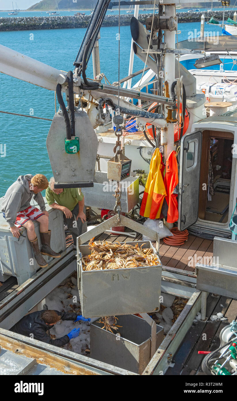 California, Princeton-by-the sea, Pillar Point Harbor, fishing boat unloading Dungeness crab (Metacarcinus magister) Stock Photo