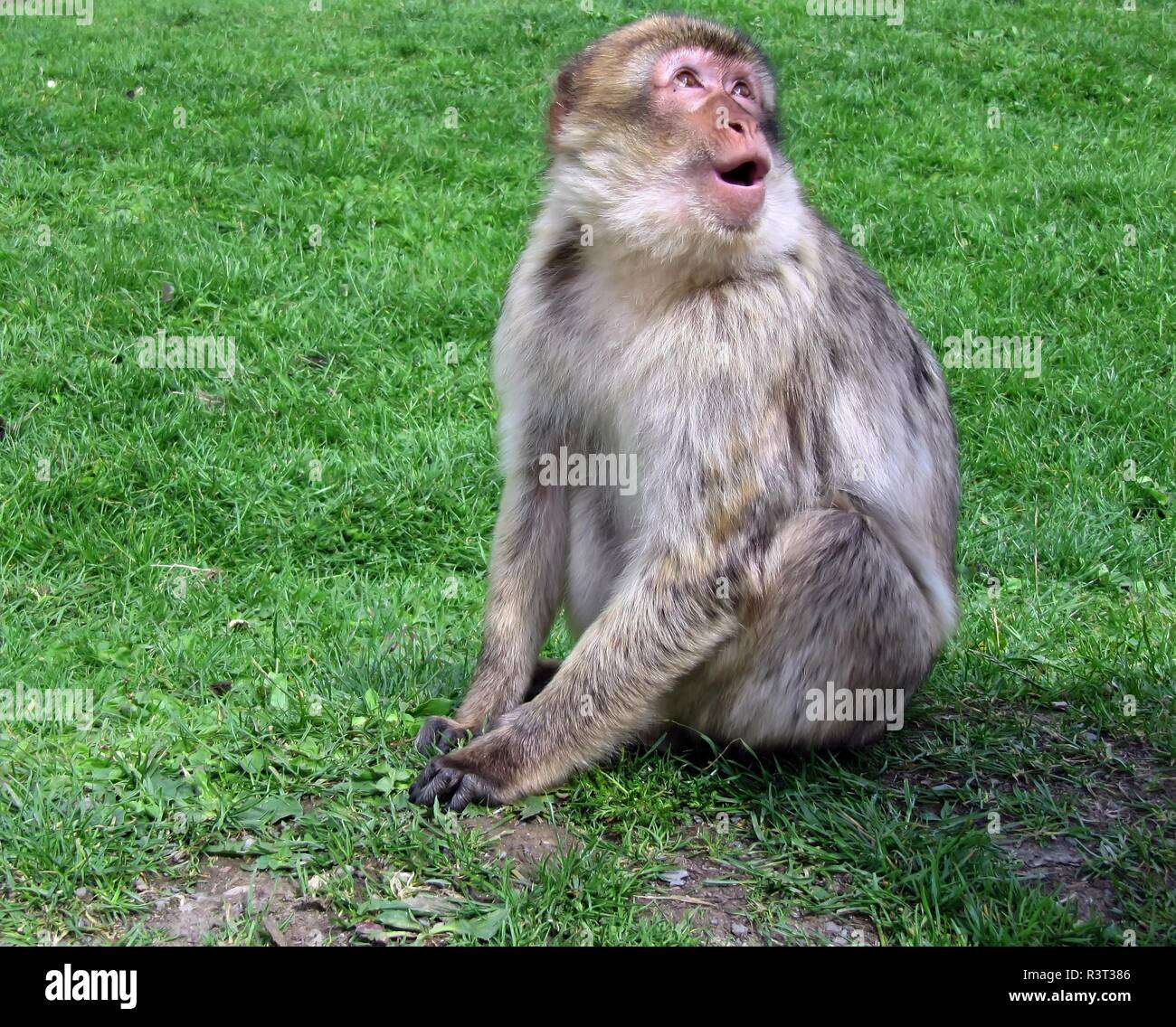 barbary ape Stock Photo