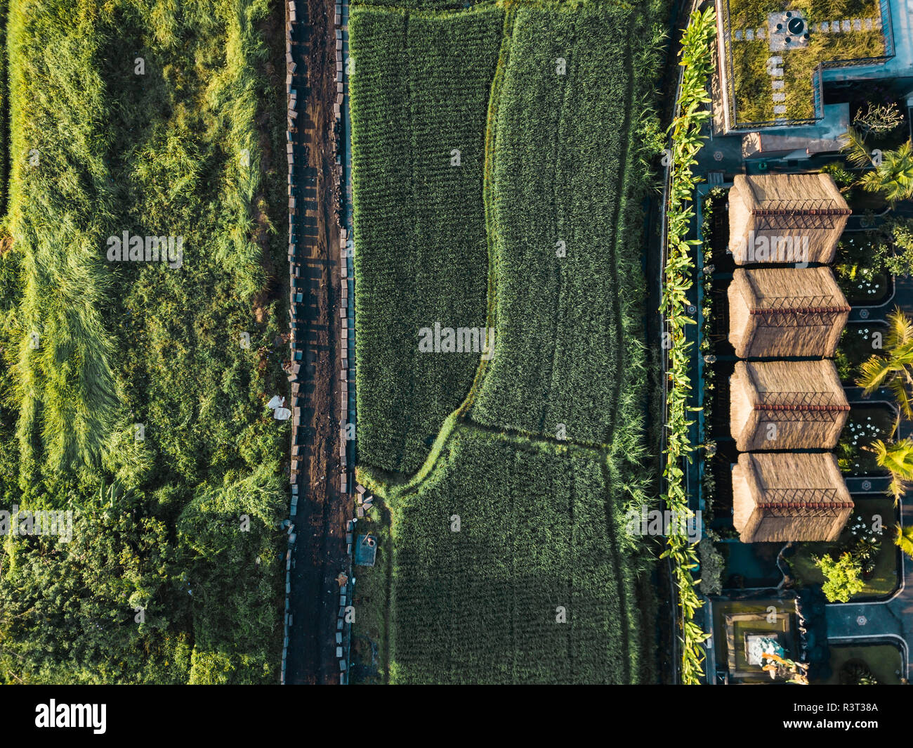 Indonesia, Bali, Ubud, Aerial view of rice fields Stock Photo