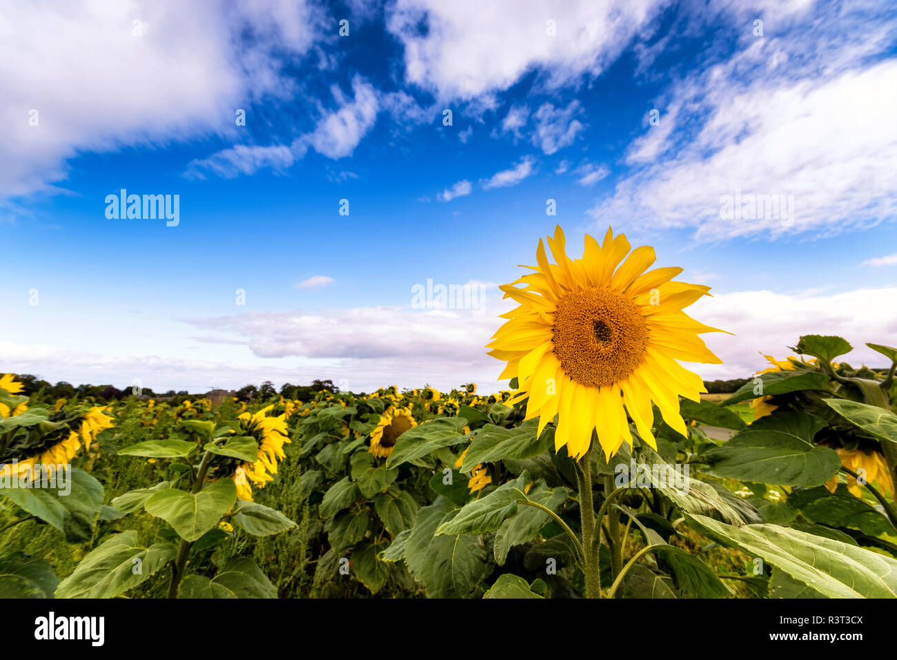 UK, Scotland, East Lothian, Sunflowers (Helianthus)... Hold you head high Stock Photo