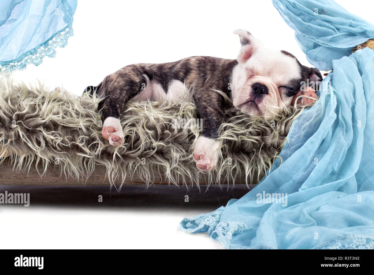sleeping bulldog - puppy Stock Photo