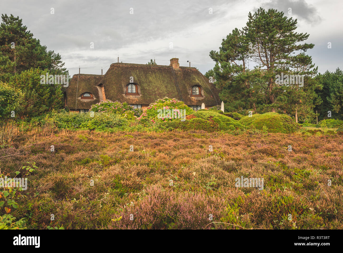 Germany, Schleswig-Holstein, Sylt, thatched-roof house in Braderuper Heide Stock Photo