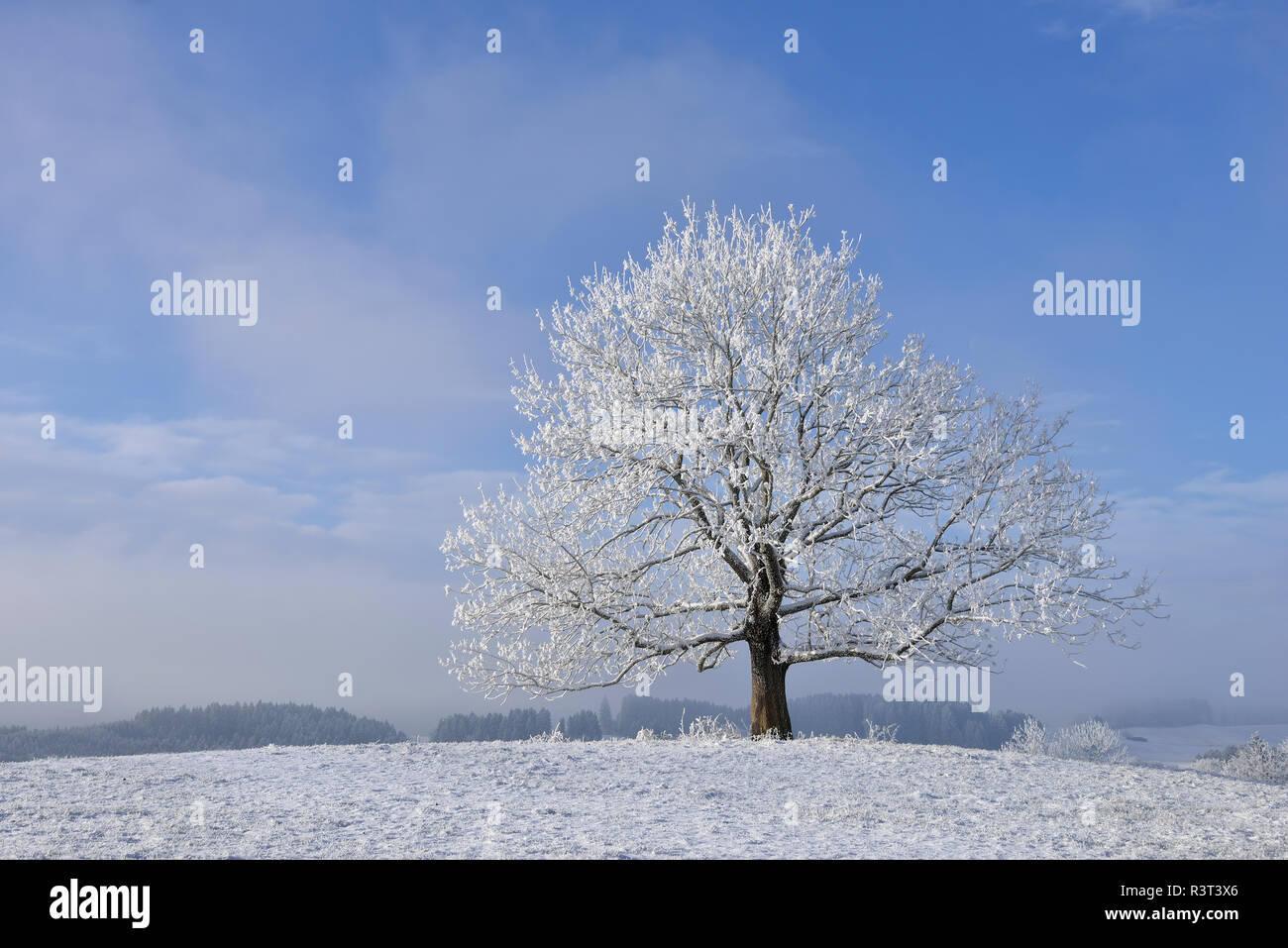 Germany, frost-covered tree in winter Stock Photo