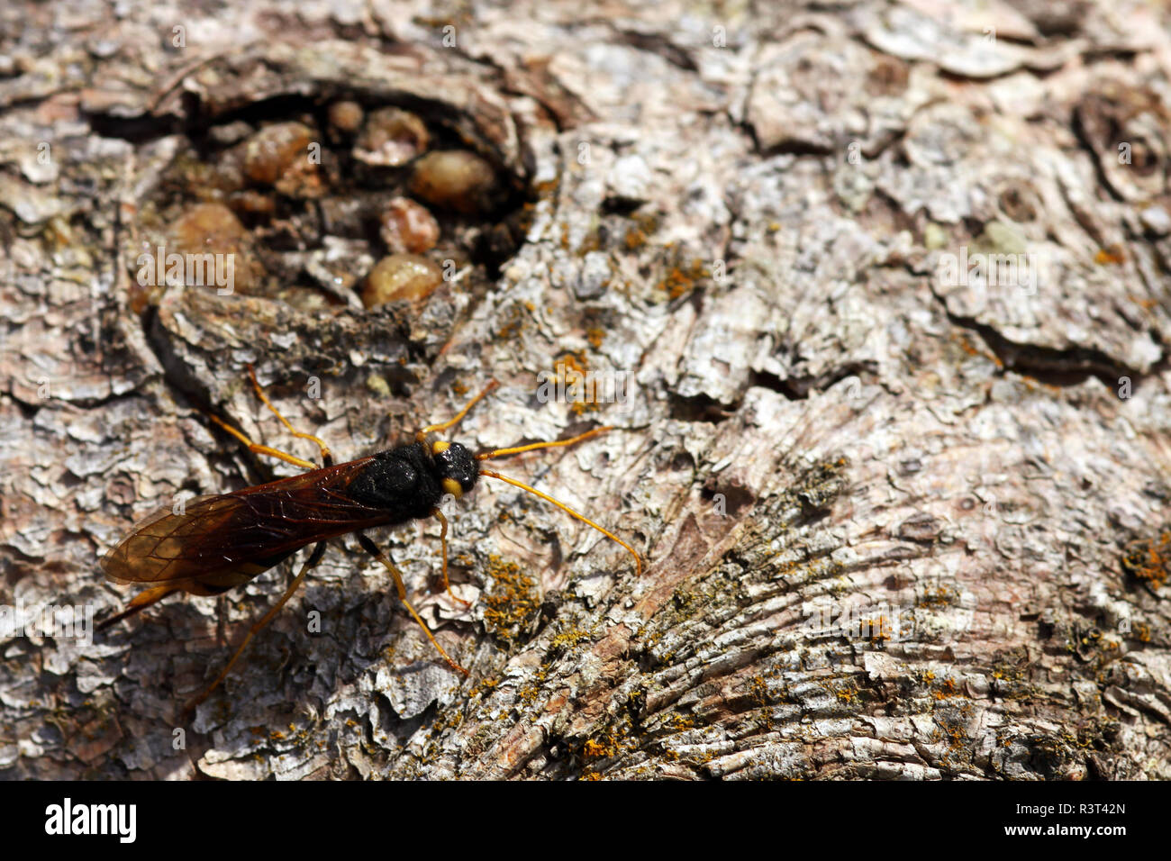 giant horntail urocerus gigas Stock Photo