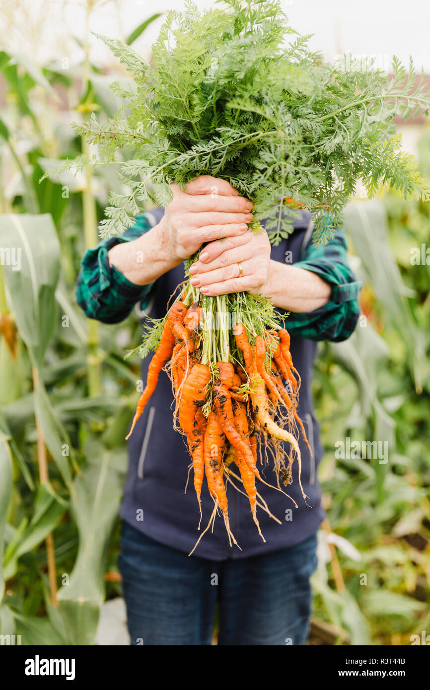 Unrecognizable senior woman holding bunch of harvested carrots Stock Photo