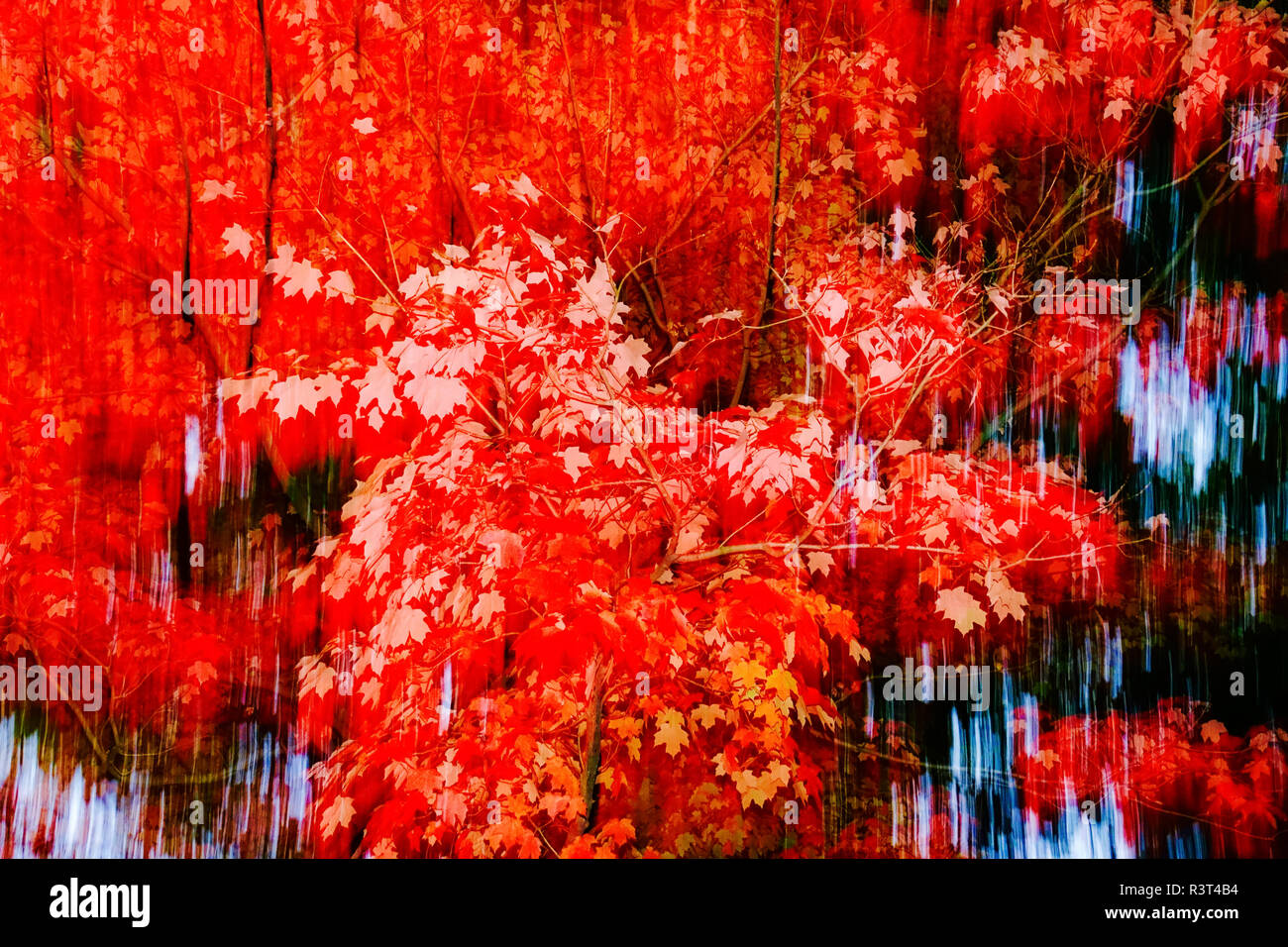 Germany maple tree in hi-res stock photography and images - Alamy
