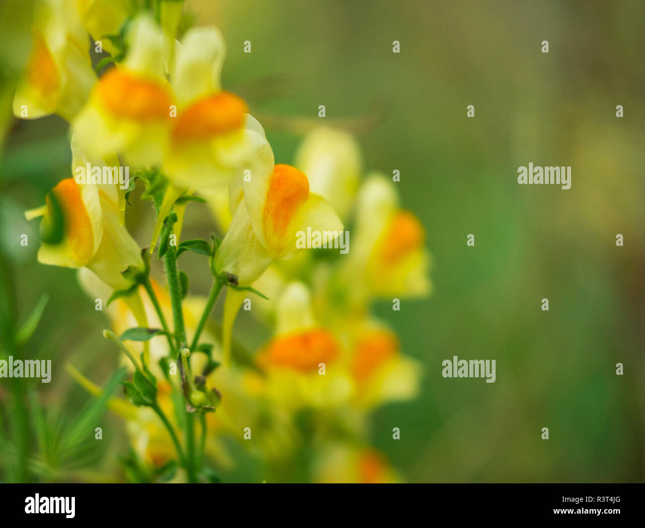 Wild flowers in tuscany italy hi-res stock photography and images - Alamy