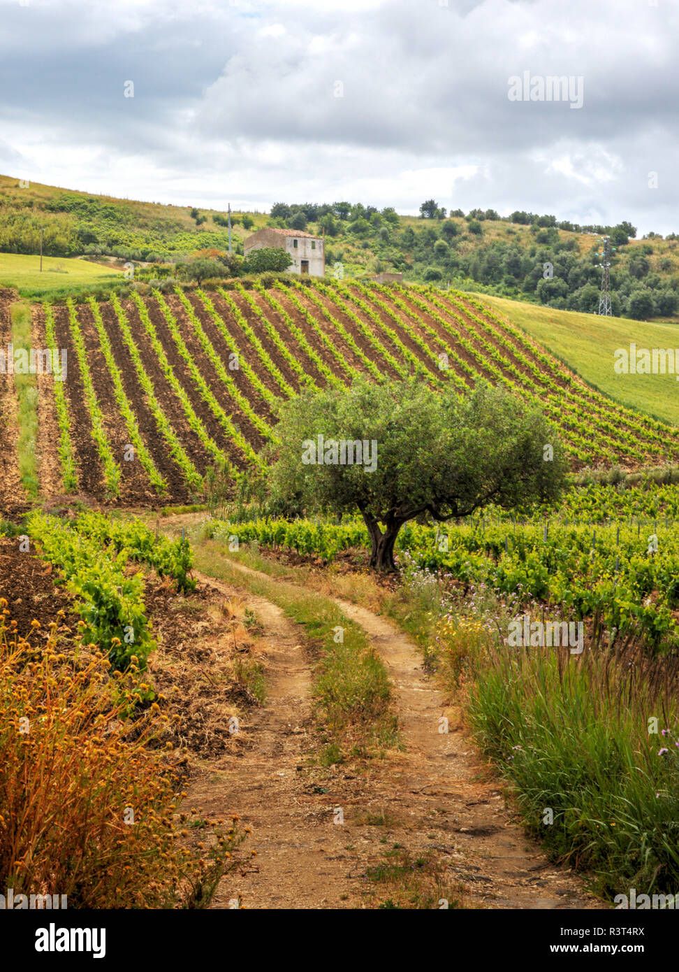 Overview of vineyards with mountain range and lone tree Stock Photo