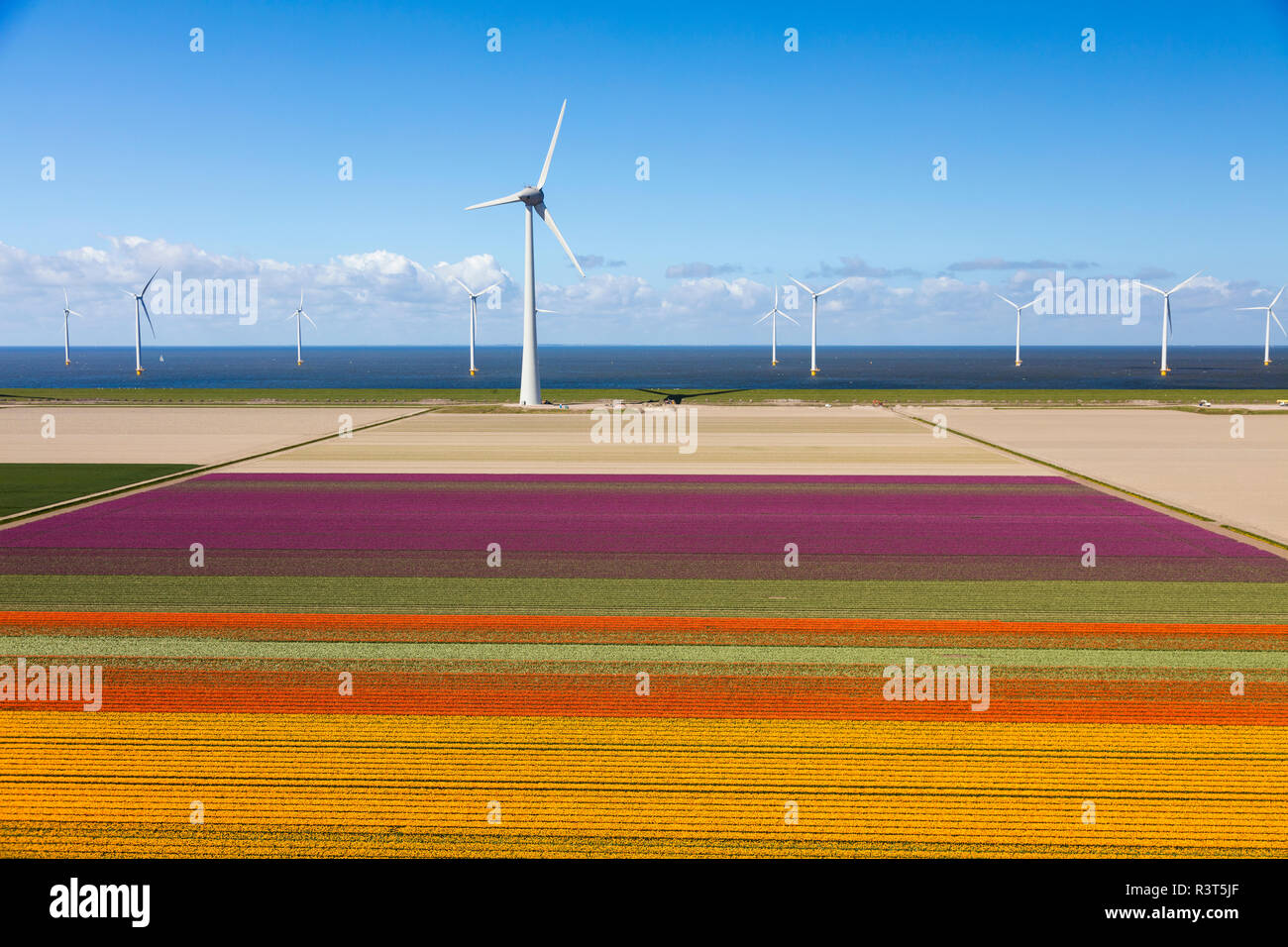 Aerial view of the tulip fields in North Holland, Netherlands Stock ...
