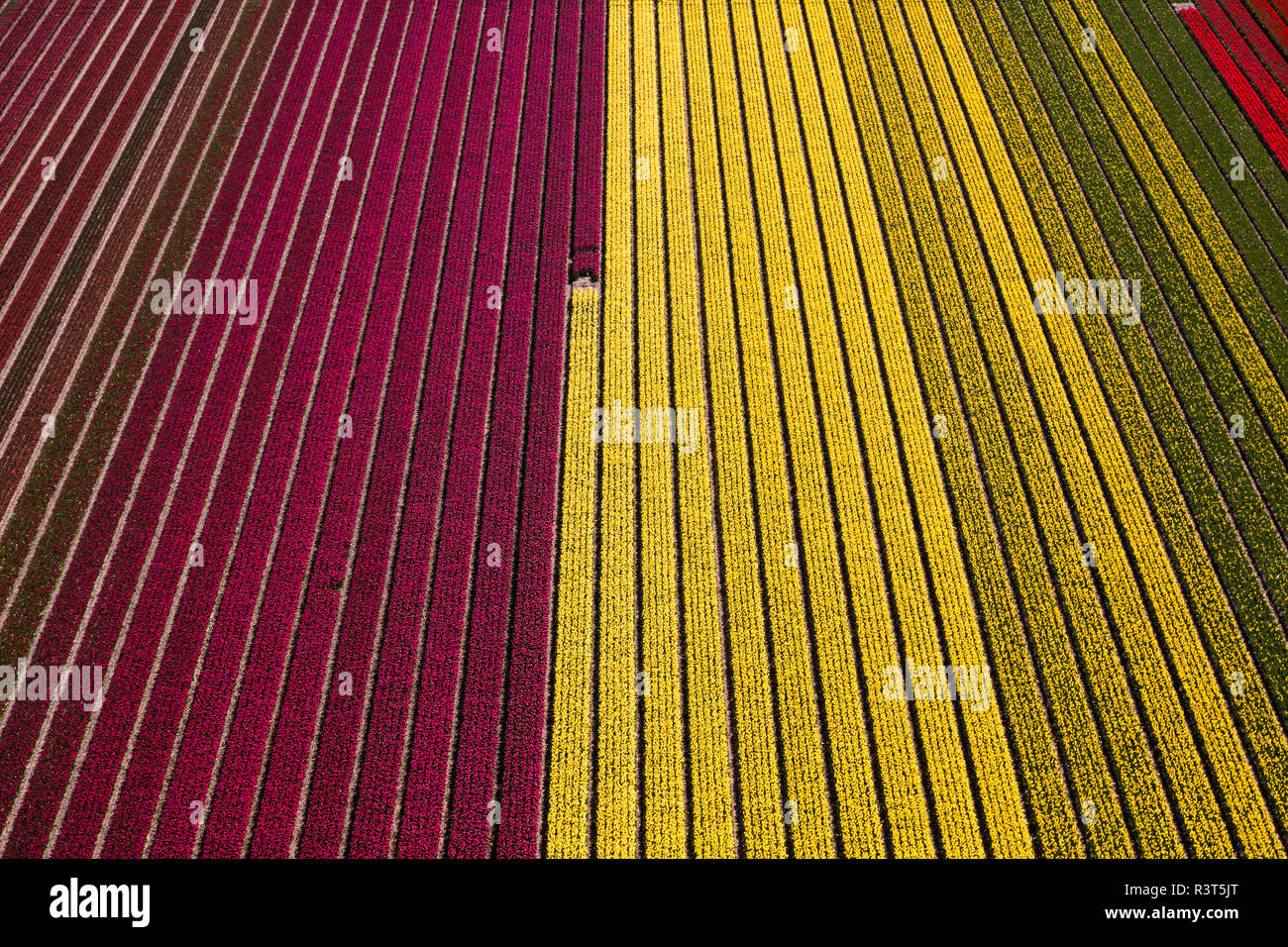 Aerial view of the tulip fields in North Holland, Netherlands Stock ...