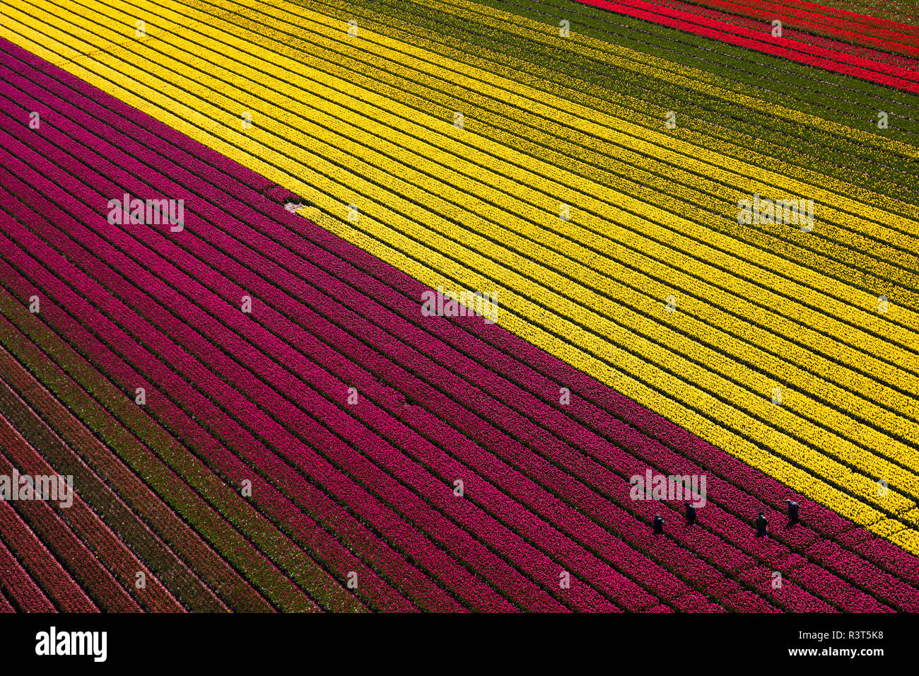 Aerial view of the tulip fields in North Holland, Netherlands Stock ...