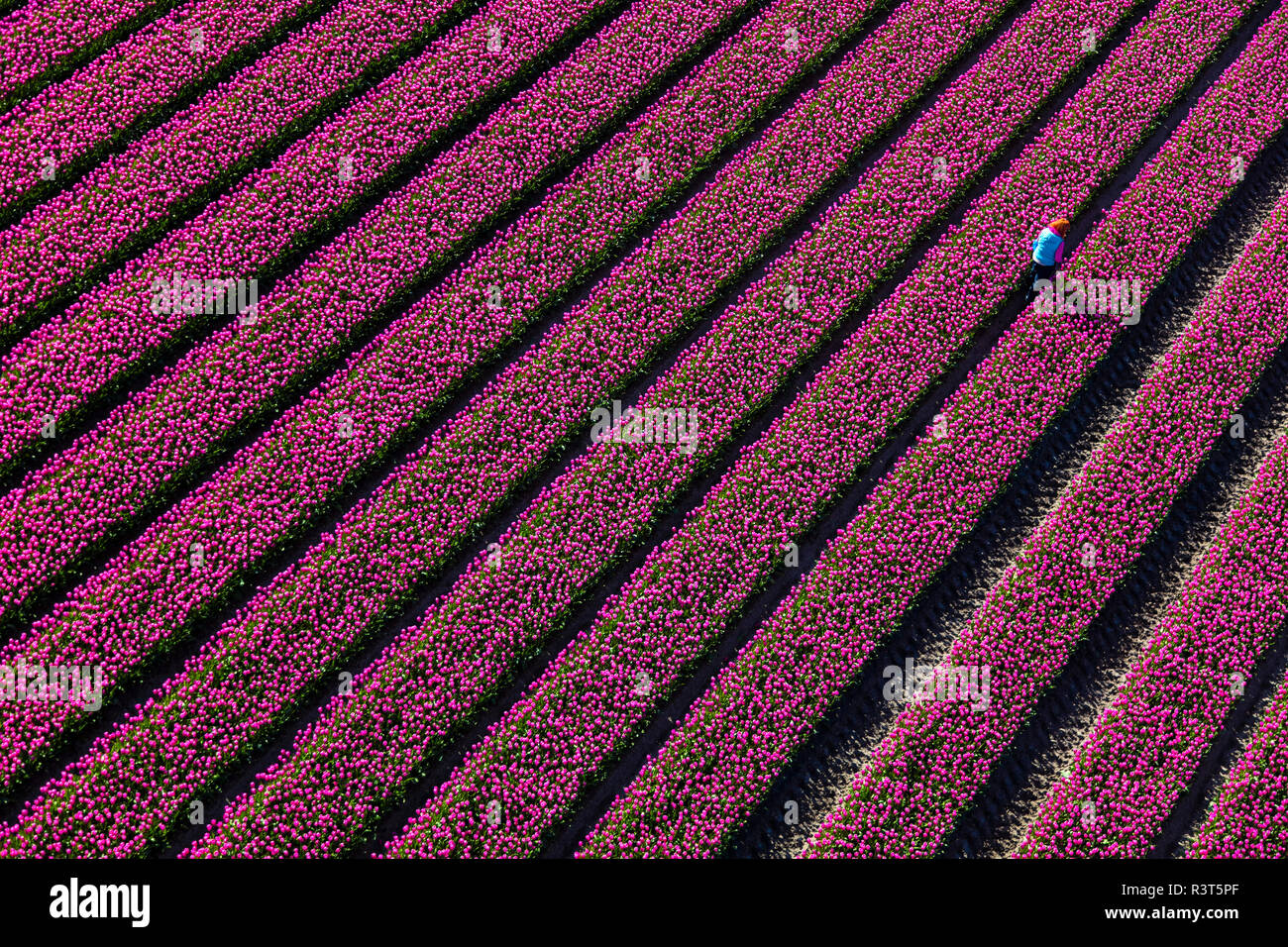 Aerial view of the tulip fields in North Holland, Netherlands Stock ...