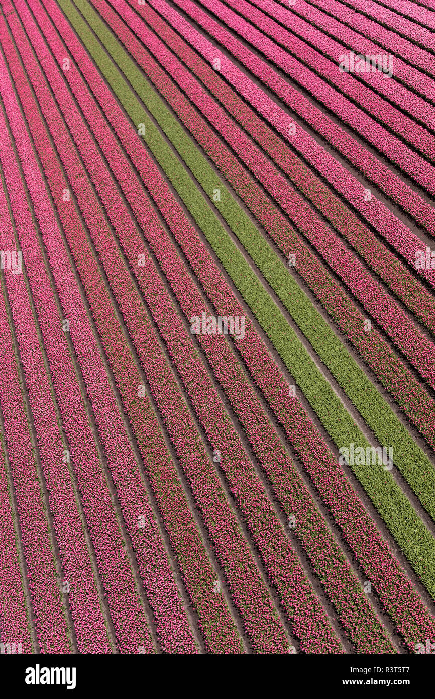 Aerial view of the tulip fields in North Holland, Netherlands Stock ...