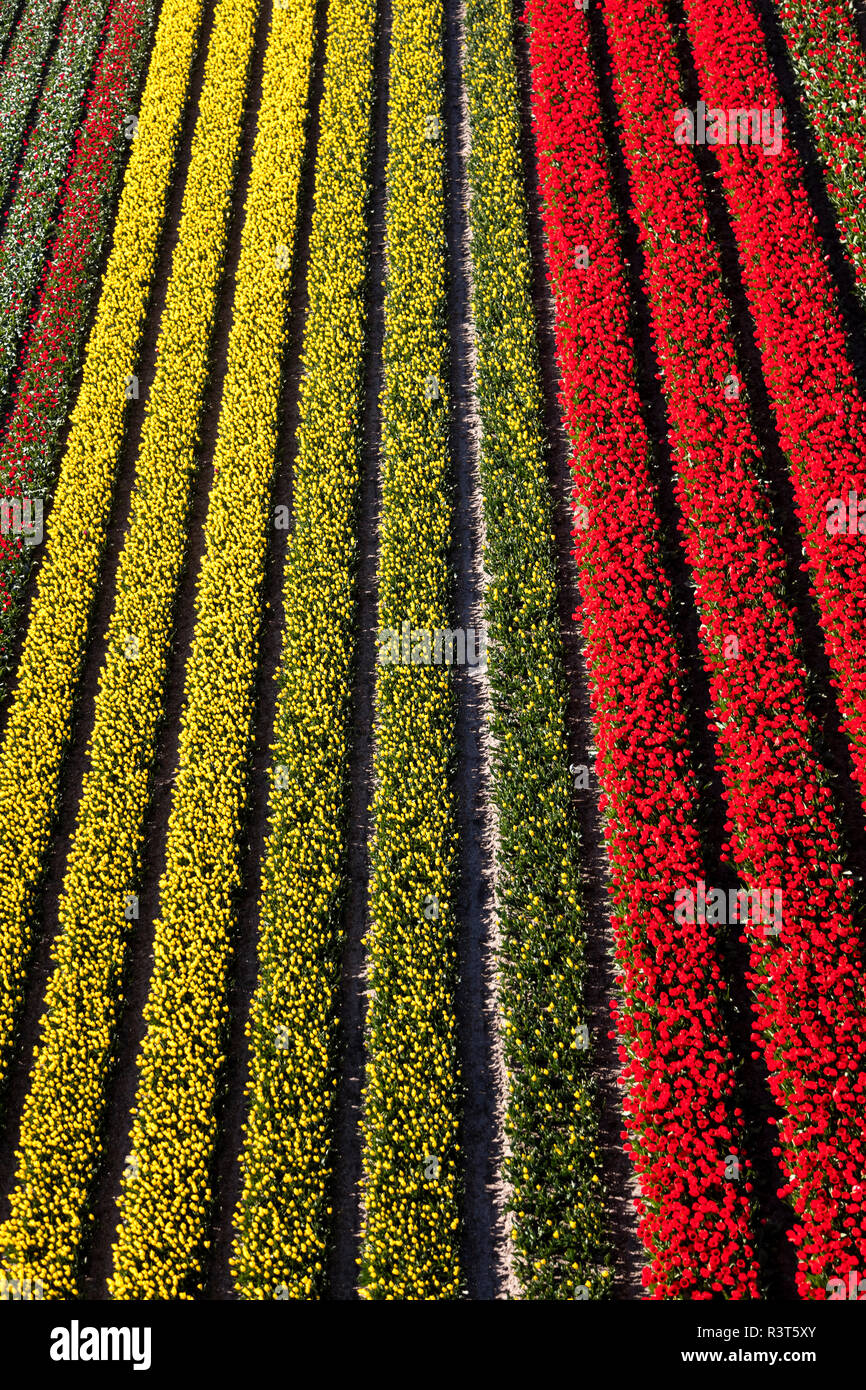 Aerial view of the tulip fields in North Holland, Netherlands Stock Photo