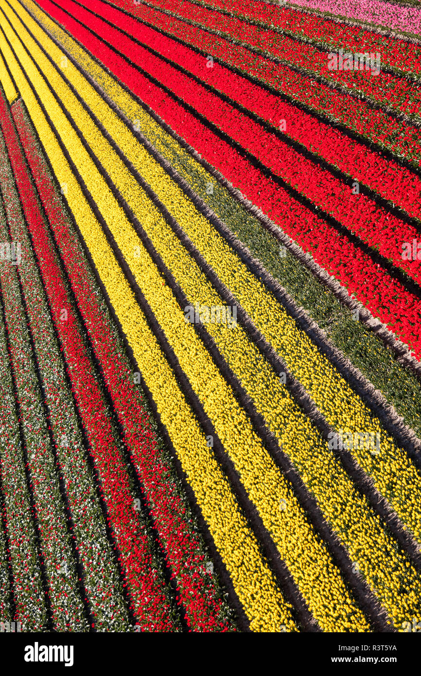Aerial view of the tulip fields in North Holland, Netherlands Stock Photo