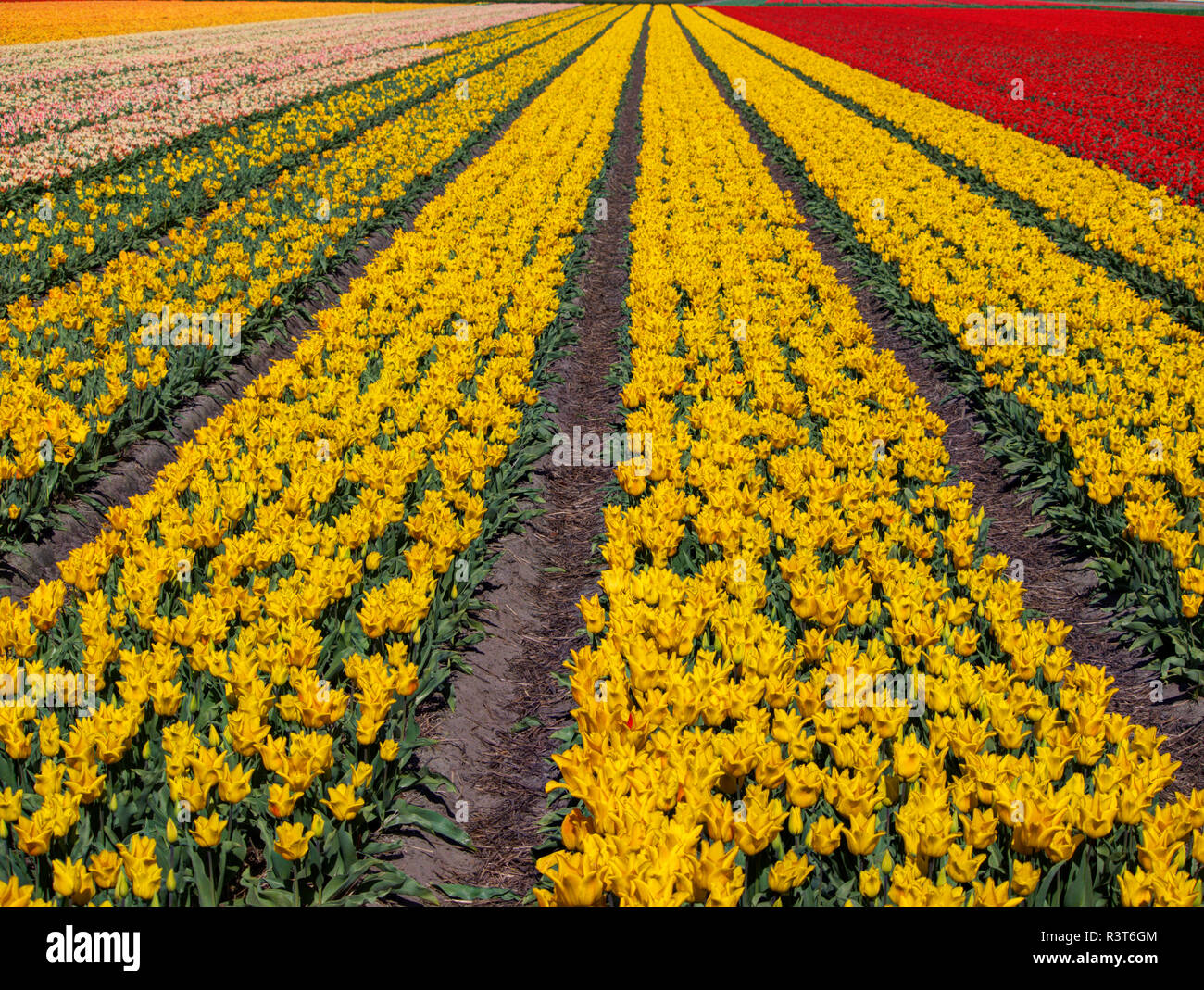 Netherlands, Kop van Noord-Holland, Tulip Fields in Holland Stock Photo ...