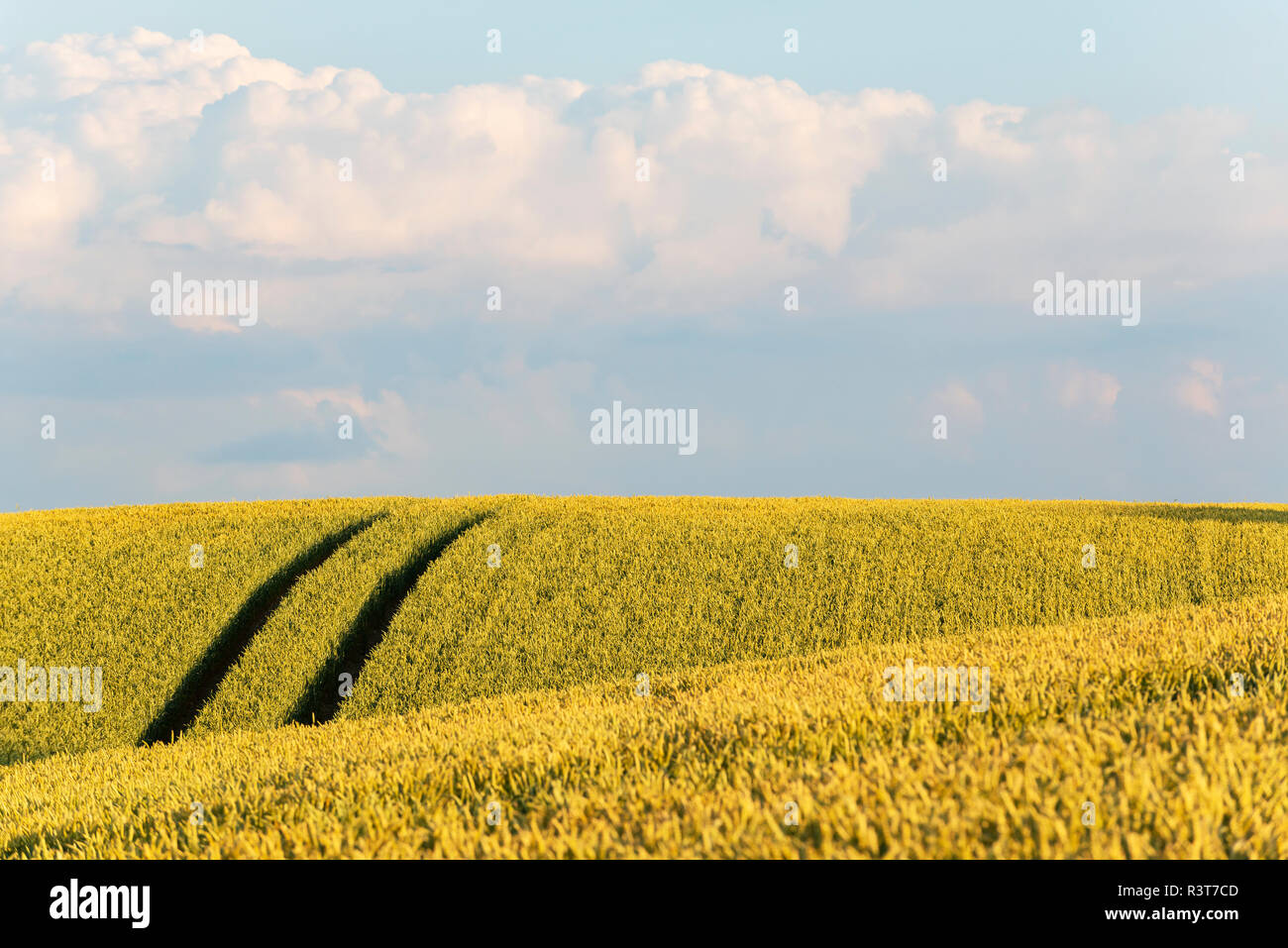 Germany, Bavaria, Irschenhausen, Grain field and tractor tracks Stock Photo
