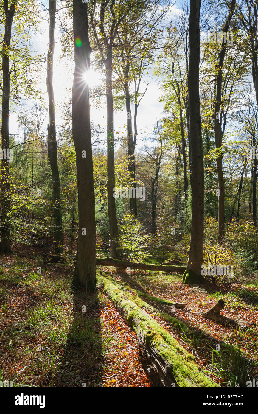 Autumn atmosphere in the palatinate forest nature park hi-res stock ...