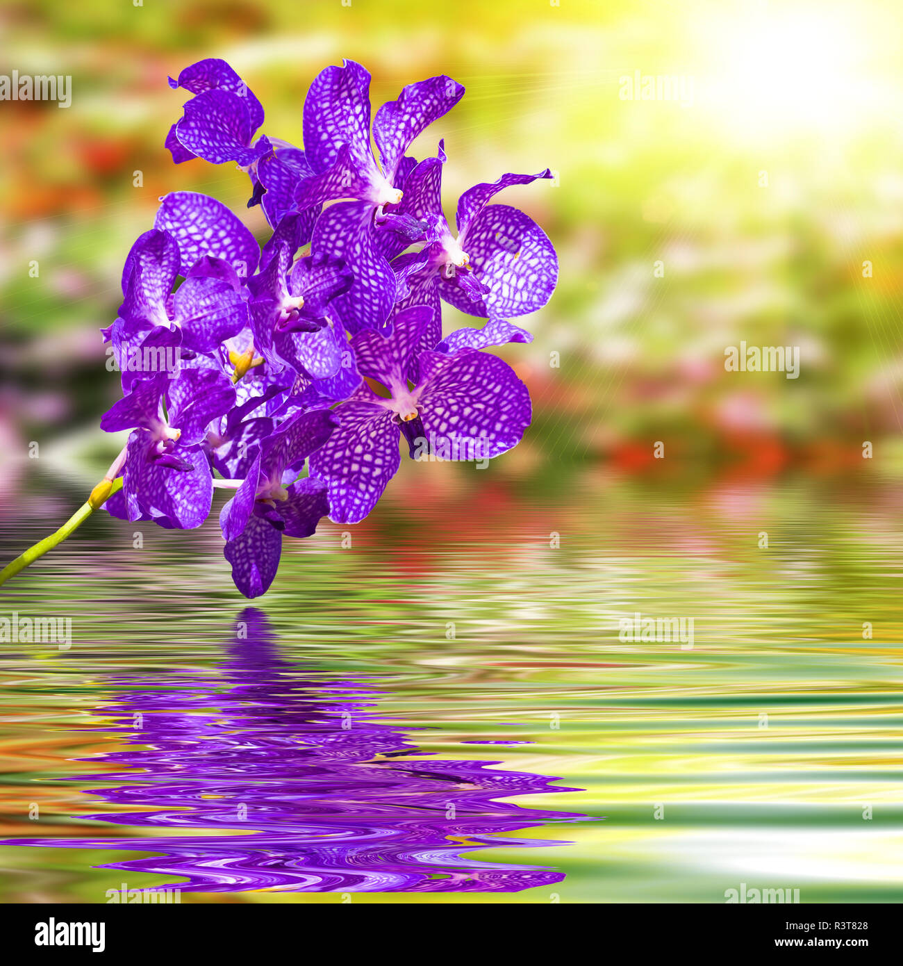 Violet orchid flower on ripple water with colorful blur nature background Stock Photo