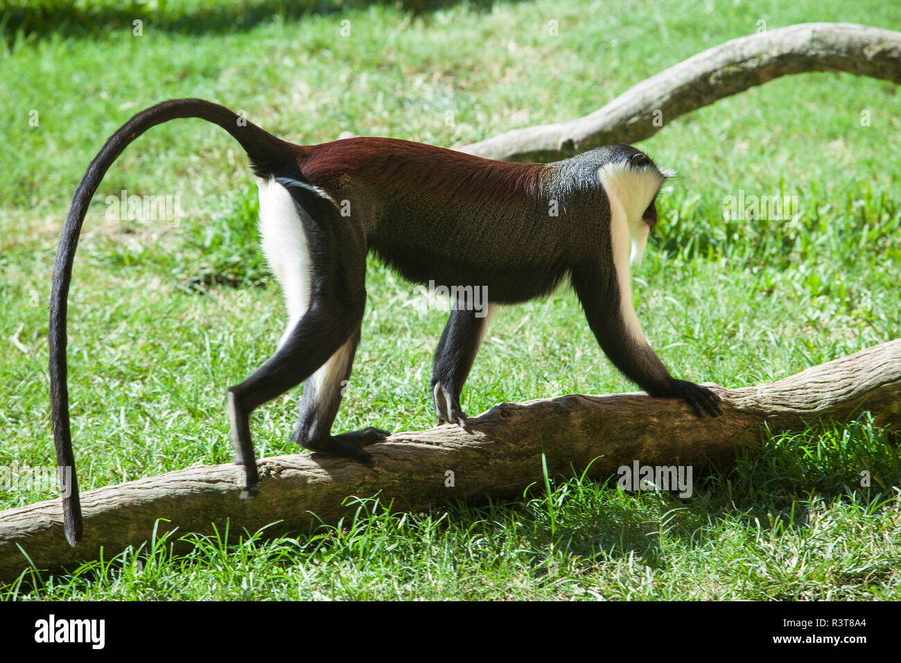 Profile monkey hi-res stock photography and images - Alamy